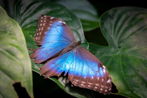 Morpho helenor, blue morpho butterfly sitting on a leaf, Alajuela province, Costa Rica, Central