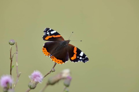 Admiral butterfly (Vanessa atalanta), butterfly sucking nectar from a thistle flower, insect,