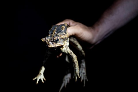 Hand holding toad, Aga toad also known as giant toad (Rhinella horribilis), at night in the