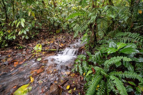 Small stream in the tropical rainforest, dense green vegetation, Laguna de Hule, Refugio Nacional