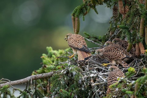 Common kestrel (Falco tinnunculus), female adult bird with fledglings not yet ready to fly at the