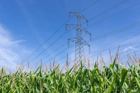 Symbolic image, renewable energies, maize plants, biogas plant, feed maize, high-voltage pylons,