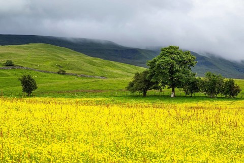 Farms in Yorkshire Dales National Park, North Yorkshire, England, United Kingdom, Europe