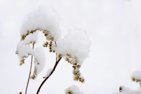 Grass with Snow in a Winter Day in Locarno, Ticino, Switzerland, Europe