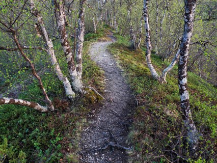 Hairy Birch (Betula pubescens) very old, stunted trees growing upon a hillside, covered in lichen,