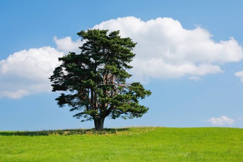 Old pine tree in Oberägeri, Canton Zug, Switzerland, Europe