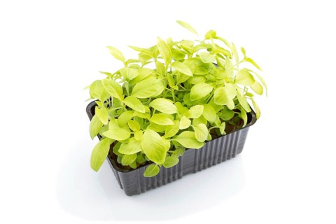 Plastic box with microgreen sprouts of basil isolated on white background. Side view, close up