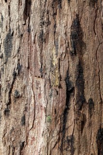 Background, texture, tree bark, Netherlands