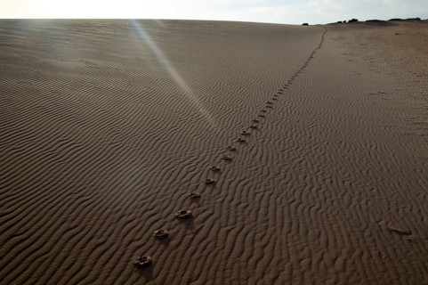 Sand dunes at Las Dunas natural park, Corralejo, Fuerteventura, Canary Islands, Spain, Europe