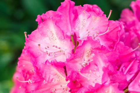 Rhododendron (azalea) flowers of various colors in the spring garden. Closeup. Blurred background