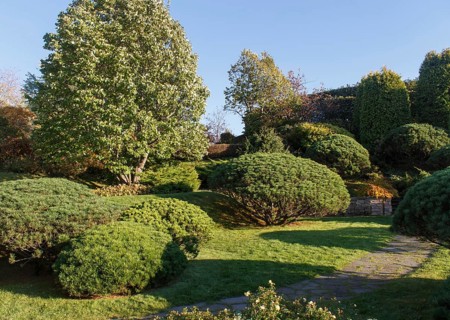 Cottage garden with green lawn, trees, hedges, trimmed bushes and large mountain pines. Modern