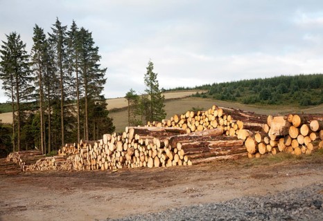 Tree felling forestry operations in Dartmoor national park, Bellever forest, Postbridge, Devon,