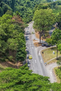 Asphalt road in the middle of the jungle. singapore