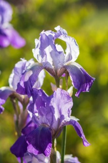 Colorful purple and blue irises in a botanical garden