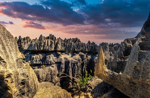 Needle stone rocks of the Tsingy de Bemaraha, Unesco World Heritage Site in the west of Madagascar