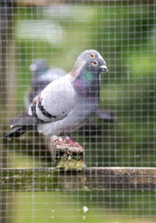 Carrier pigeons, in a pigeon loft, pigeon fancier, Mülheim, North Rhine-Westphalia, Germany, Europe