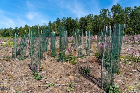 Reforestation in the Arnsberg Forest near Freienohl, Soest district, young oak trees, with browsing