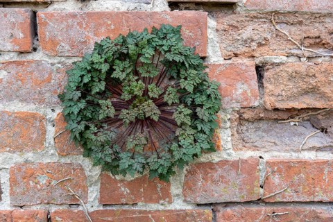 Stinking cranesbill (Geranium robertianum L.) growing out of a brick wall at Jerichow Monastery,