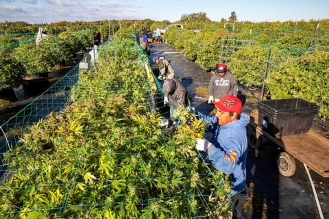 Paw Paw, Michigan, Migrant farmworkers harvest cannabis at Grasshopper Farms
