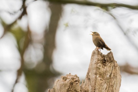Eurasian wren (Troglodytes troglodytes), singing on an old tree stump in a peaceful natural