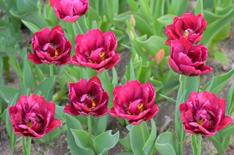 Konigstein fortress on top of the Elbe sandstone mountains, Red tulips, Konigstein, Saxony,
