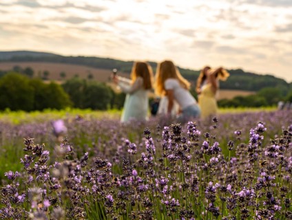 Lavender fields in East Westphalia Lippe, OWL, near the village of Fromhausen, near Detmold, the