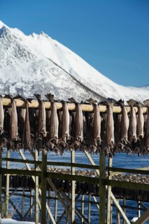 On the beach of Barstrand on the island of Gimsoymyrene, Lofoten, in Norway in winter, Barstrand,