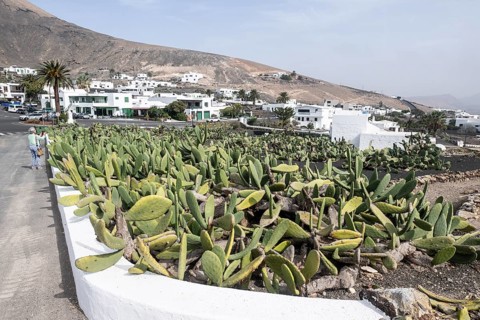 Cactus pear (Opuntia ficus-indica), Lanzarote, Canary Islands, Spain, Europe