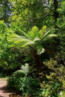 Großer Farnbaum in einem sonnigen Wald mit dichtem Unterholz, Baumfarn (Dicksonia antarctica), Mata