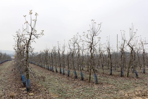 Orchard in winter, apples, Baden-Württemberg, Germany, Europe