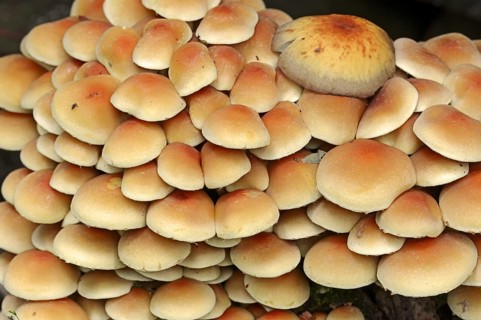 Sulphur tuft (Hypholoma fasciculare), North Rhine-Westphalia, Germany, Europe