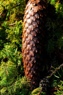 Sunlight emphasises the texture of a pine cone on mossy ground, Unterhaugstett, Black Forest,