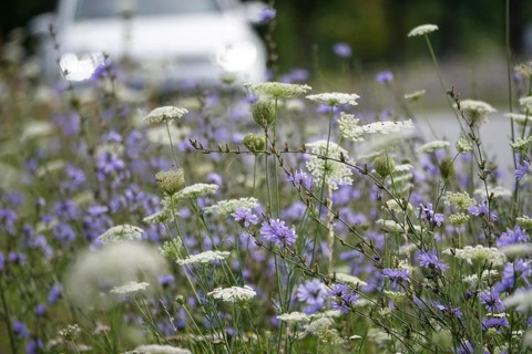 Roadside planting with chicory, July, Germany, Europe