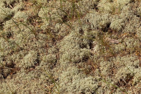 Detail, moss, circular hiking trail, nature reserve, Darßer Ort, Born a. Darß, Mecklenburg-Western