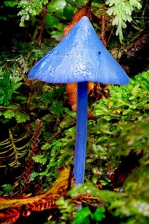 New Zealand, Blue fungus, Abel Tasman National Park, New Zealand, Oceania