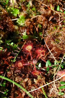Sundew, Murnauer moss, August, Bavaria, Germany, Europe