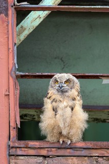 Eurasian eagle-owl (Bubo bubo), fledged young bird, in an old window frame, industrial building,
