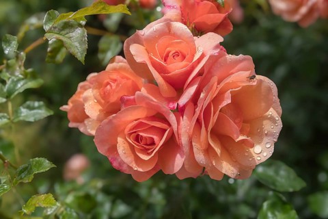 Rose (Rosa sp.) with raindrops, Münsterland, North Rhine-Westphalia, Germany, Europe