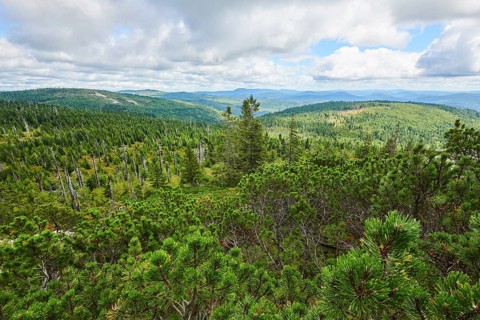 Scots pine (Pinus sylvestris) growing on Mount Lusen in late summer, Bavarian Forest, Bavaria,