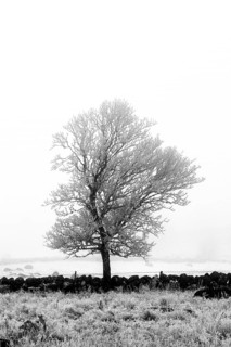 Aubrac plateau. Isolated tree in winter. Lozere department. Occitanie.France