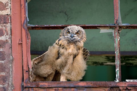 Eurasian eagle-owl (Bubo bubo), fledgling, stretching its wings, in an old window frame, industrial