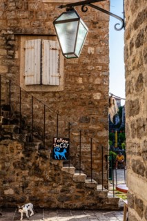 Alstadtgasse with cat, Budva, Montenegro, Budva, Montenegro, Europe