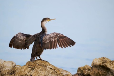 Common shag (Gulosus aristotelis) juvenile, Istria, Croatia, Europe