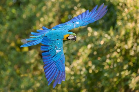 Blue and yellow macaw (Ara ararauna) in flight, captive, Lower Saxony, Germany, Europe