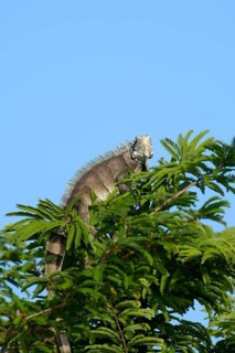 Green Iguana, Iguana iguana, on tree top, Amazon basin, Brazil, South America