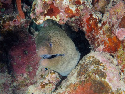 Portrait of giant moray (Gymnothorax javanicus), dive site House Reef, Mangrove Bay, El Quesir, Red