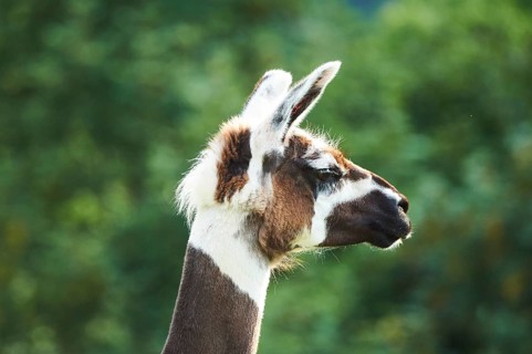 Llama (Lama glama), portrait, Tirol, Kitzbühel, Wildpark Aurach, Austria, Europe