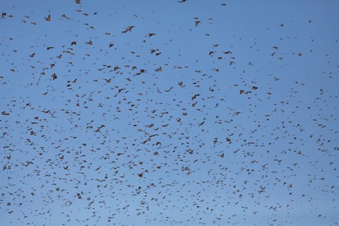Thousands of bramblings from Scandinavia at the former military training area in Münsingen