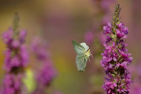 Brimstone (Gonepteryx rhamni) approaching a flower of purple loosestrife (Lythrum salicaria),