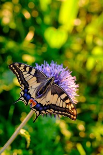 Swallowtail (Papilio machaon), sucking nectar, Upper Bavaria, Bavaria, Germany, Europe